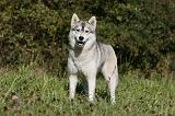 SIBERIAN HUSKY 883